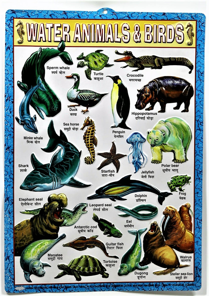 Water Animals Chart Large Vibrant Color chart of Water Animals with