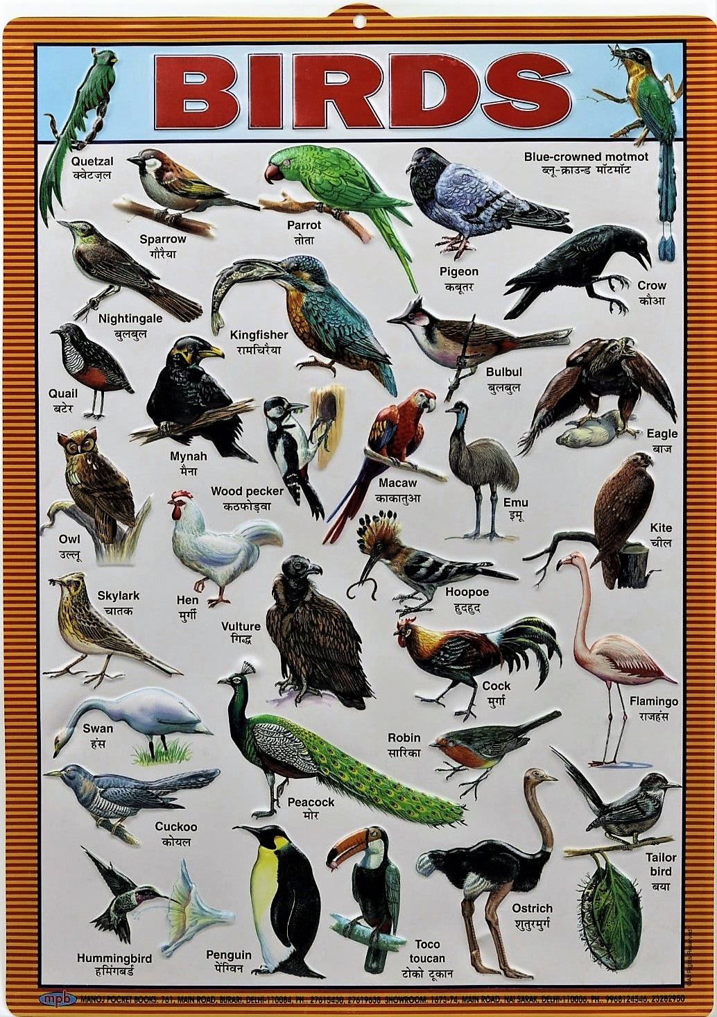 Birds Chart – Large Vibrant Color chart of Birds with Words and Spelli ...