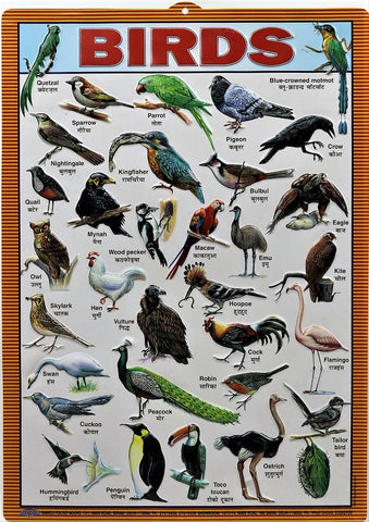 Birds Chart – Large Vibrant Color chart of Birds with Words and Spellings in English and Hindi for Study Room, School for Kids (59.5 x 42.3 cm) - Laminated Paper Tear free hanging hole