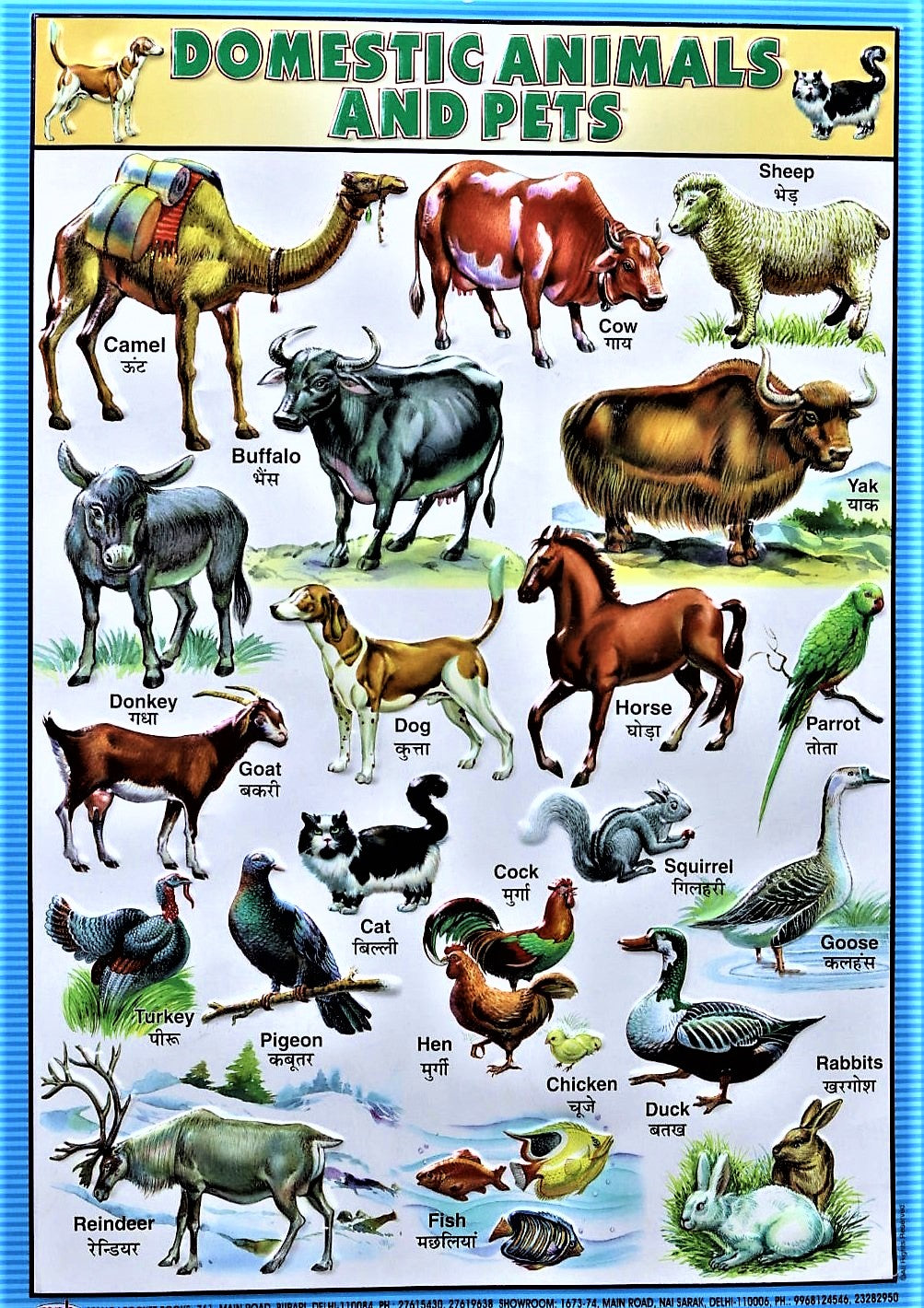Domestic Animals Pets Chart – Large Vibrant Color Chart with Words and Spellings in English and Hindi for Study Room, School for Kids – D effect