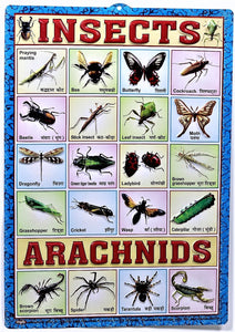 Insects & Arachnids Chart – Large Vibrant Color Insects and Arachnids chart with Words in English and Hindi for Study Room, School for Kids (59.5 x 42.3 cm) - Laminated Paper Tear free hanging hole