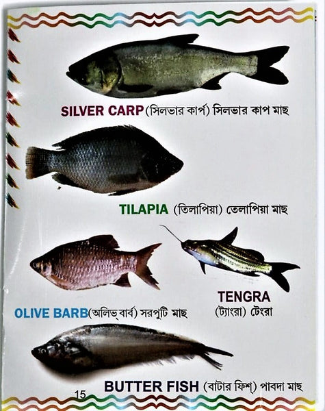 A series of 5 books for early learning - fruits flowers vegetables fishes animals birds worms insects transport body parts in English and Bengali