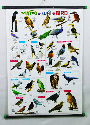 Birds Chart – Large Vibrant Color chart of Birds with Words and Spellings in English, Hindi and Bengali for Study Room, School for Kids (76x 51 cm) - Laminated Paper Tear free with Pipes mounted