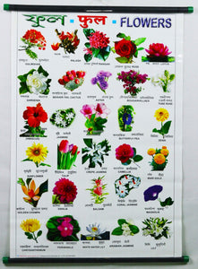 Flower Chart – Large Vibrant Color chart for Flowers - Words in English, Hindi & Bengali for Study Room, School for Kids (76x51 cm)  - Laminated Paper Tear free with Pipes mounted