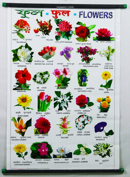 Flower Chart – Large Vibrant Color chart for Flowers - Words in English, Hindi & Bengali for Study Room, School for Kids (76x51 cm)  - Laminated Paper Tear free with Pipes mounted