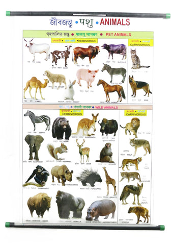 Animals Chart – Large Vibrant Color Wild & Pet Animals chart with Words in English, Bengali and Hindi for Study Room, School for Kids (76 x 51 cm) - Laminated Paper Tear Free Mounted Stick