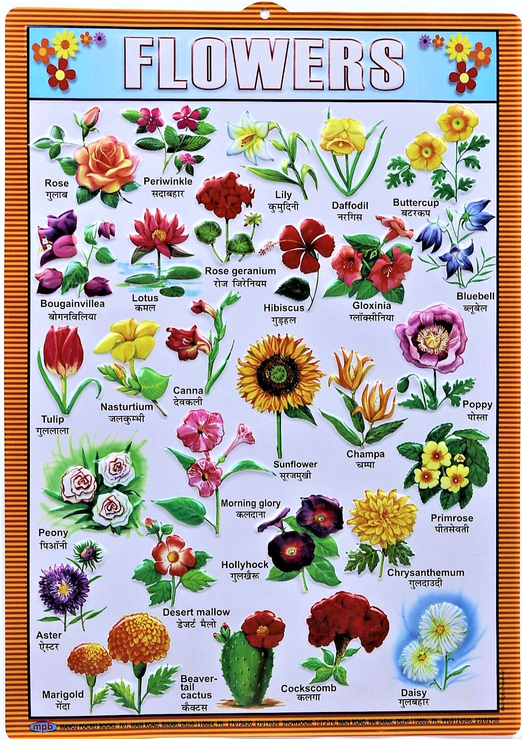 Flower Chart – Large Vibrant Color chart for Flowers - Words in English and Hindi for Study Room, School for Kids (59.5x42.3 cm)  - Laminated Paper Tear free hanging hole