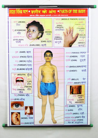 Parts of the Body Stick Chart– Large Vibrant Color Chart with Words and Spellings in English, Bengali & Hindi for Study Room, School for Kids (76x51 cm) - Laminated Paper Tear free Mounted Stick