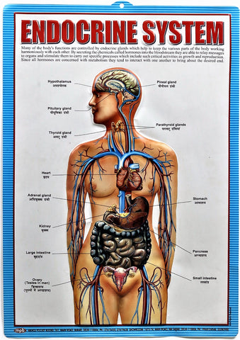 Endocrine System Chart– Large Vibrant Color chart of Endocrine System with names of Glands in English and Hindi for Study Room, School for Kids (59.5 x 42.3 cm) - Laminated Paper Tear free hanging hole